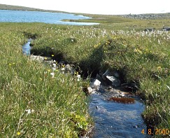 Frisk och grönt i fjällen